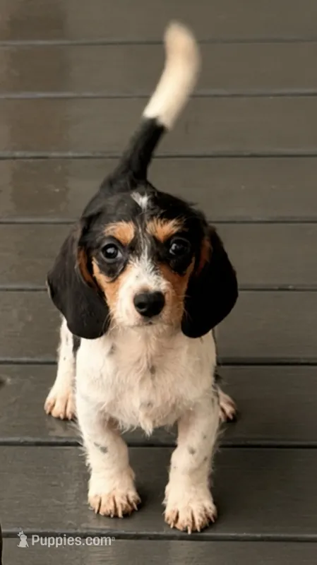 Freya  – Miniature Dachshund puppy for sale in Collins, GA
