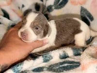 LH 💕, a female Miniature Dachshund for sale in Collins, GA – 1 of 4