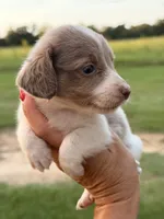 Jennie , a female Miniature Dachshund for sale in Collins, GA – 3 of 4