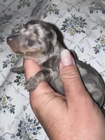 Prissy, a female Miniature Dachshund for sale in Collins, GA – Photo 1 of 2