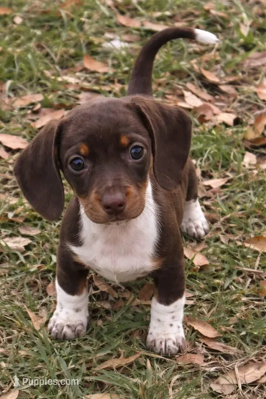 Male 2 – Miniature Dachshund puppy for sale in Collins, GA