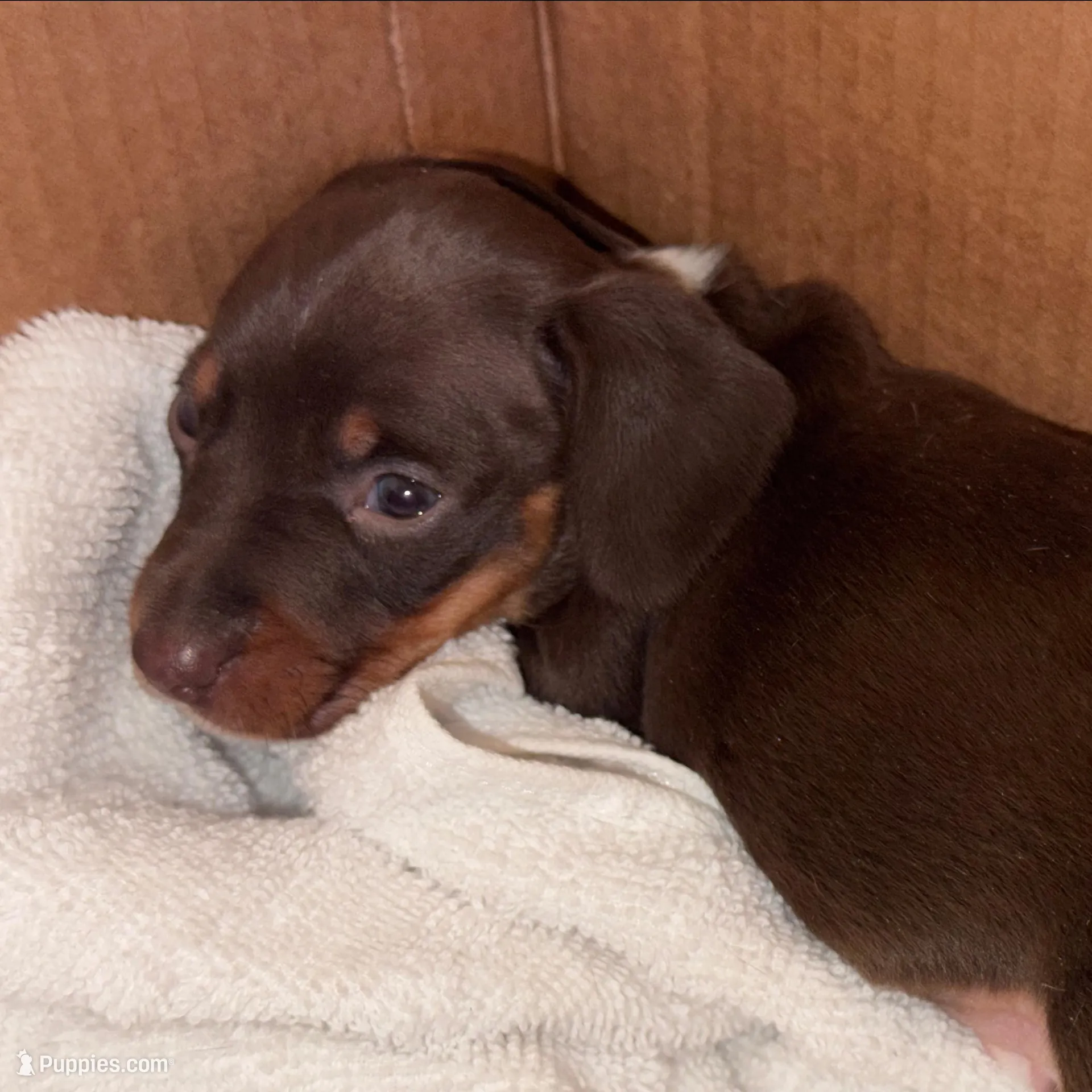 Male 2, a male Miniature Dachshund for sale in Collins, GA – Photo 2 of 2