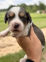 LH MALE , a male Miniature Dachshund for sale in Collins, GA – 1 of 4