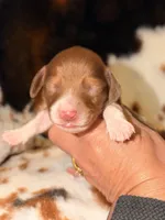 LH Female, a female Miniature Dachshund for sale in Collins, GA – Photo 3 of 5