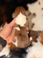 LH Female, a female Miniature Dachshund for sale in Collins, GA – Photo 4 of 5