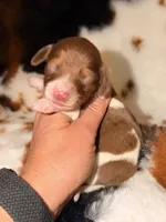 LH Female, a female Miniature Dachshund for sale in Collins, GA – Photo 1 of 5