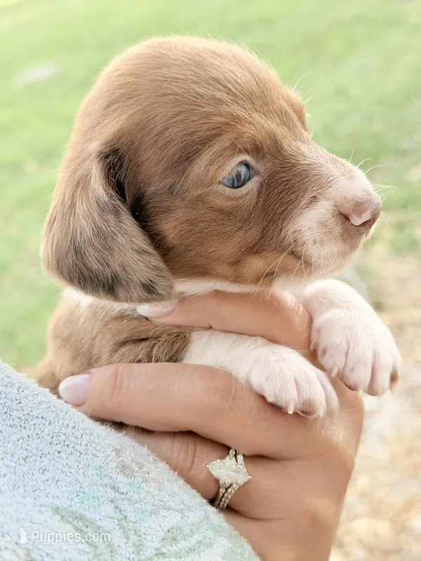 LH Female – Miniature Dachshund puppy for sale in Collins, GA