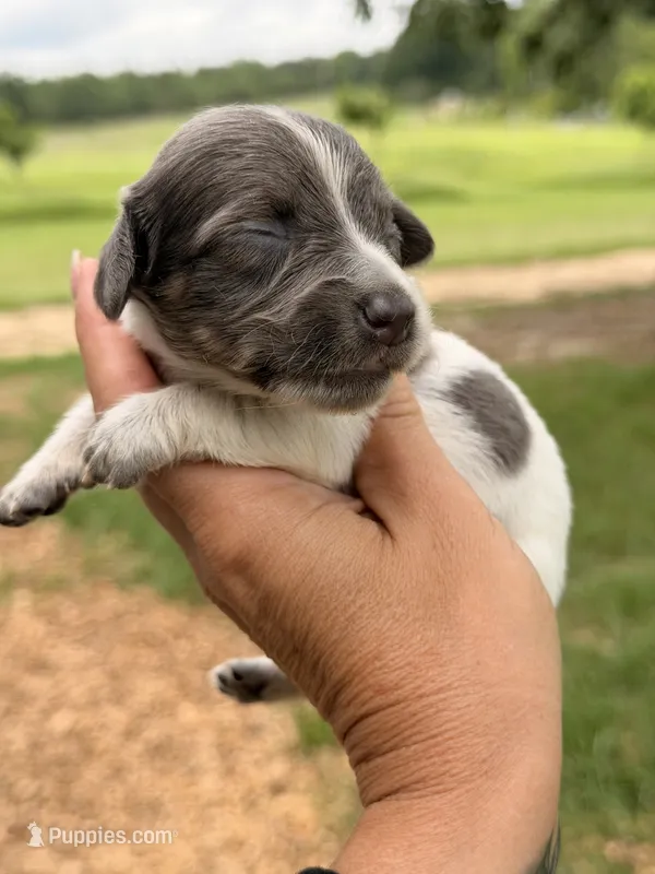 LH 💕 – Miniature Dachshund puppy for sale in Collins, GA