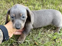 Blue male, a male Miniature Dachshund for sale in Collins, GA – 7 of 7