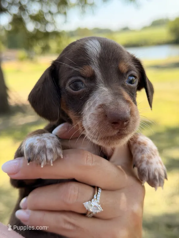 ROLO  – Miniature Dachshund puppy for sale in Collins, GA