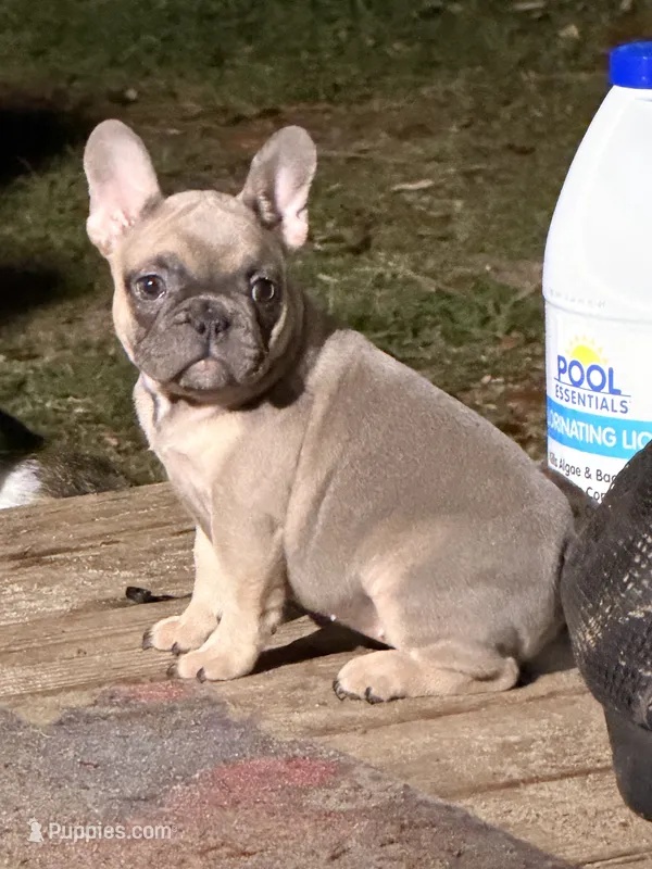 Fem3 💕 – French Bulldog puppy for sale in Collins, GA