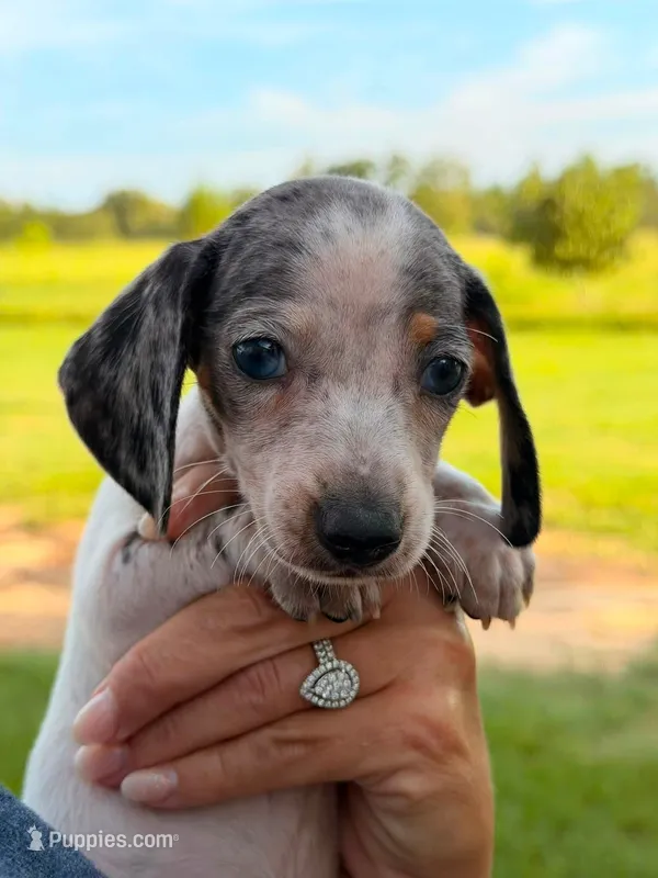 BOONE – Miniature Dachshund puppy for sale in Collins, GA
