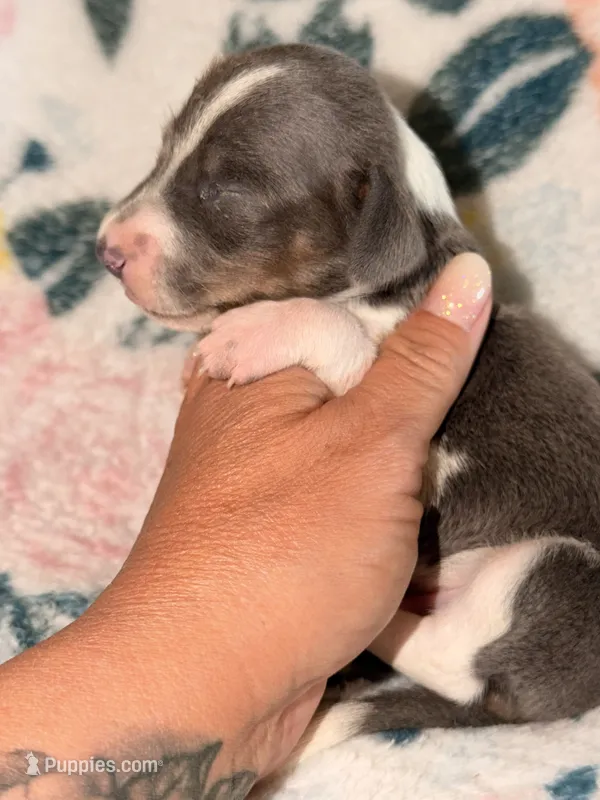 Bowser  – Miniature Dachshund puppy for sale in Collins, GA