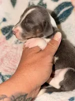 Bowser , a male Miniature Dachshund for sale in Collins, GA – 1 of 2
