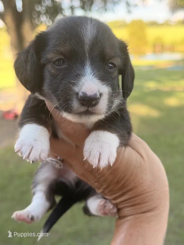 LH 💙 – Miniature Dachshund puppy for sale in Collins, GA