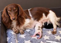 Elsie-Lh, a female Miniature Dachshund for sale in Collins, GA – 4 of 4