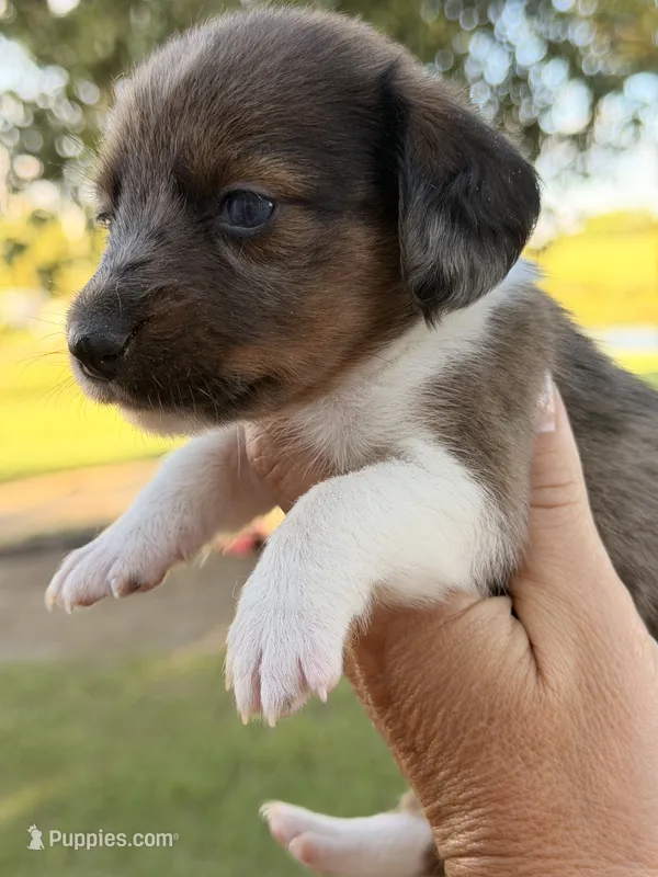 LH 💕 – Miniature Dachshund puppy for sale in Collins, GA