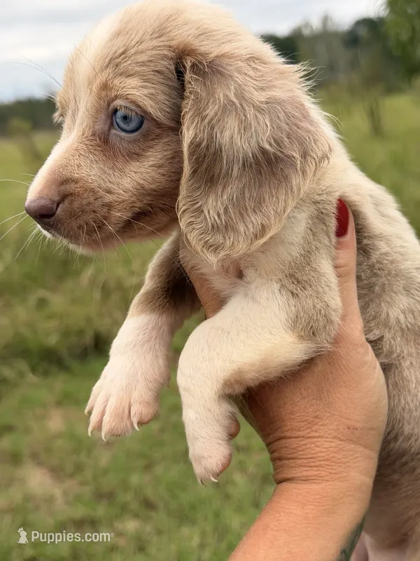 Lexie – Miniature Dachshund puppy for sale in Collins, GA