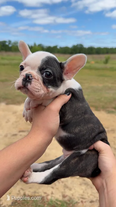 Lola – Frenchton puppy for sale in Collins, GA