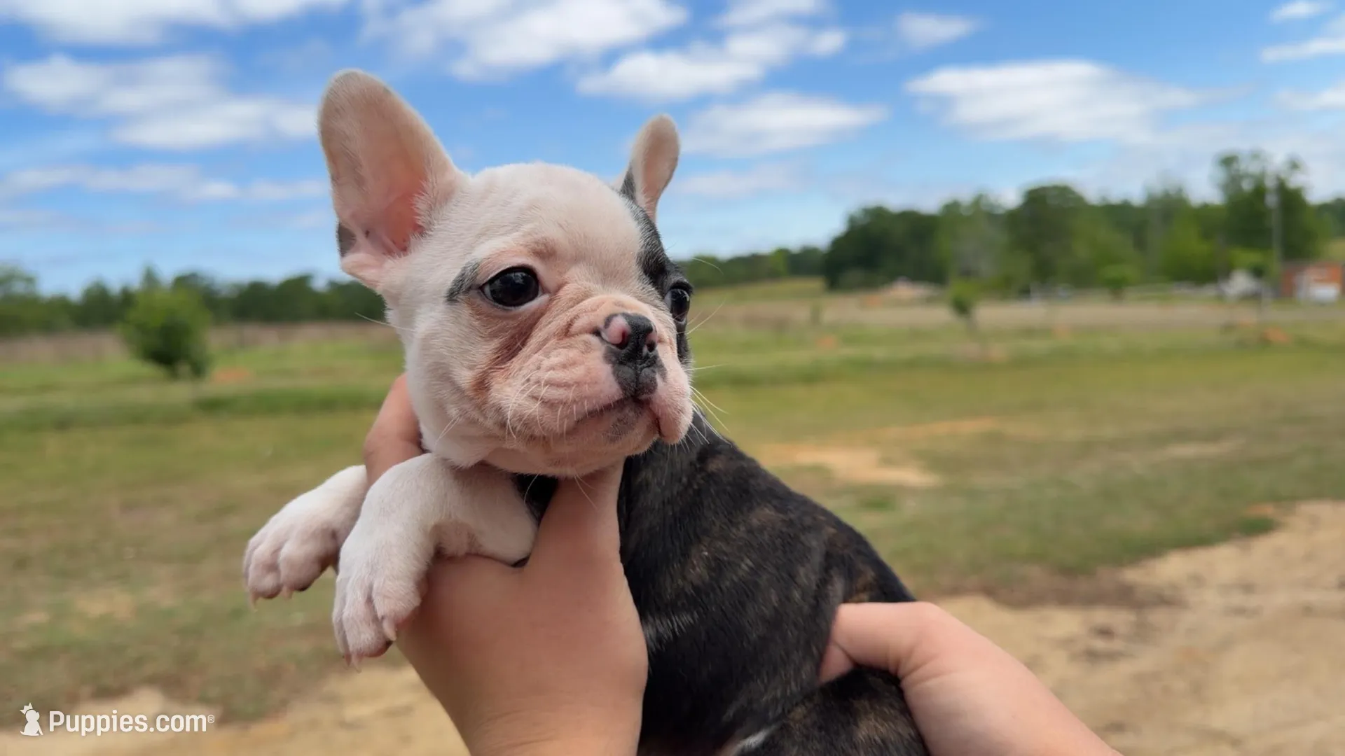 Lola, a female Frenchton for sale in Collins, GA – 2 of 2