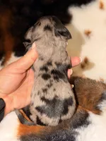 LH dapple male, a male Miniature Dachshund for sale in Collins, GA – Photo 3 of 4