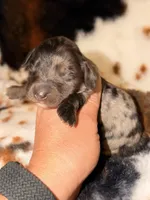 LH dapple male, a male Miniature Dachshund for sale in Collins, GA – Photo 1 of 4