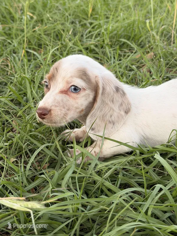 Cupid  – Miniature Dachshund puppy for sale in Collins, GA