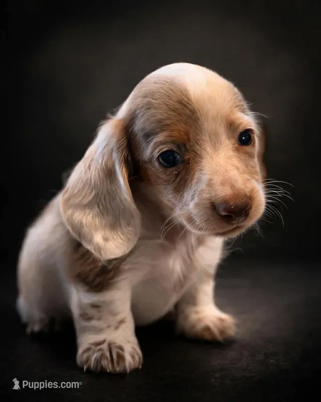 Cupid  – Miniature Dachshund puppy for sale in Collins, GA