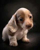 Cupid , a male Miniature Dachshund for sale in Collins, GA – Photo 1 of 3