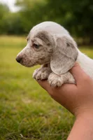 Cupid , a male Miniature Dachshund for sale in Collins, GA – Photo 2 of 3