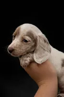 Cupid , a male Miniature Dachshund for sale in Collins, GA – Photo 3 of 3