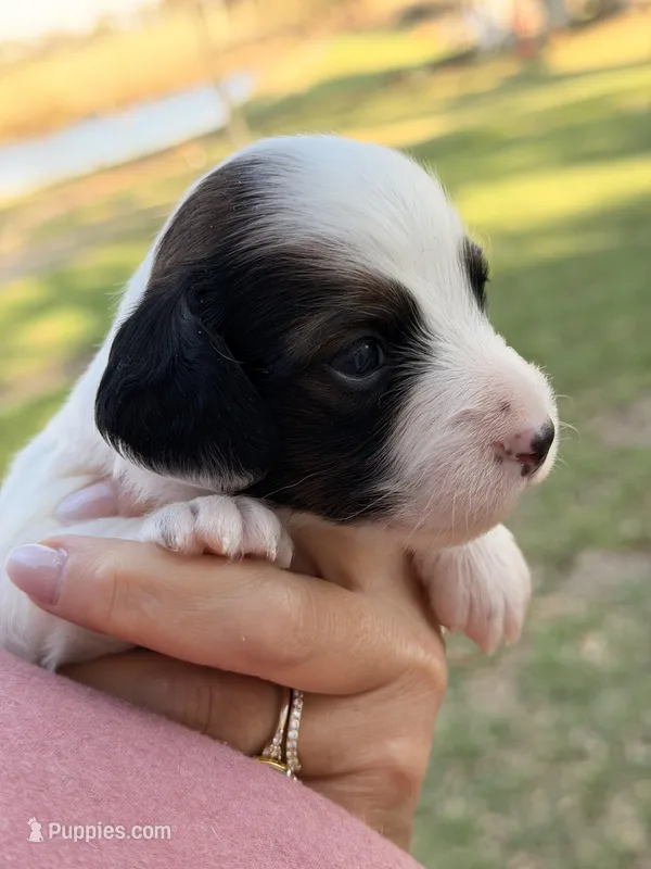 LH 💙 – Miniature Dachshund puppy for sale in Collins, GA