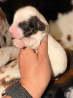 LH 💙, a male Miniature Dachshund for sale in Collins, GA – Photo 1 of 5