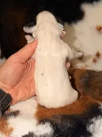 LH 💙, a male Miniature Dachshund for sale in Collins, GA – Photo 4 of 5