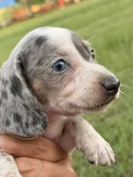 Ziggy , a male Miniature Dachshund for sale in Collins, GA – 3 of 7