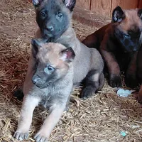 Male , a male Belgian Malinois for sale in Hickory, NC – Photo 3 of 5