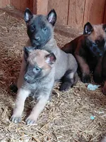 Male , a male Belgian Malinois for sale in Hickory, NC – Photo 3 of 5