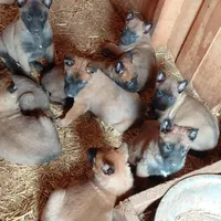 Male , a male Belgian Malinois for sale in Hickory, NC – Photo 5 of 5