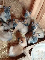 Male , a male Belgian Malinois for sale in Hickory, NC – Photo 5 of 5