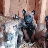 Male , a male Belgian Malinois for sale in Hickory, NC – Photo 2 of 5