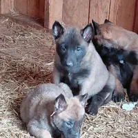 Male , a male Belgian Malinois for sale in Hickory, NC – Photo 1 of 5