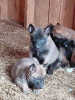 Male , a male Belgian Malinois for sale in Hickory, NC – Photo 1 of 5