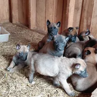 Male , a male Belgian Malinois for sale in Hickory, NC – Photo 4 of 5