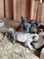 Male , a male Belgian Malinois for sale in Hickory, NC – Photo 4 of 5