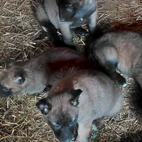 Belgian Malinois Puppies, a male Belgian Malinois for sale in Hickory, NC – Photo 5 of 9
