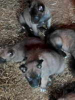 Belgian Malinois Puppies, a male Belgian Malinois for sale in Hickory, NC – Photo 5 of 9