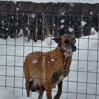 Belgian Malinois Puppies, a male Belgian Malinois for sale in Hickory, NC – Photo 8 of 9