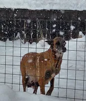Belgian Malinois Puppies, a male Belgian Malinois for sale in Hickory, NC – Photo 8 of 9