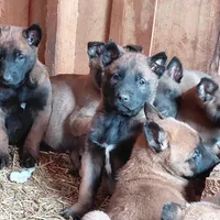 Belgian Malinois Puppies, a male Belgian Malinois for sale in Hickory, NC – Photo 2 of 9