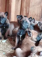 Belgian Malinois Puppies, a male Belgian Malinois for sale in Hickory, NC – Photo 2 of 9